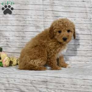 Snowflake, Mini Goldendoodle Puppy